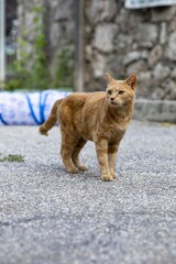 Ginger cat on stone pavement with blurred wall.