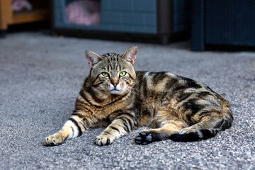 Tabby Cat with Green Eyes Outdoors
