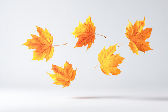 Bright yellow maple leaves hover gracefully against a clean, minimalist background, capturing the essence of autumn and seasonal change.