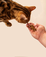 Bengal cat eating cat food from hand on light background