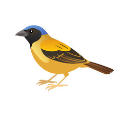 Obraz premium Vector art of a detailed illustration of a small songbird with vibrant yellow