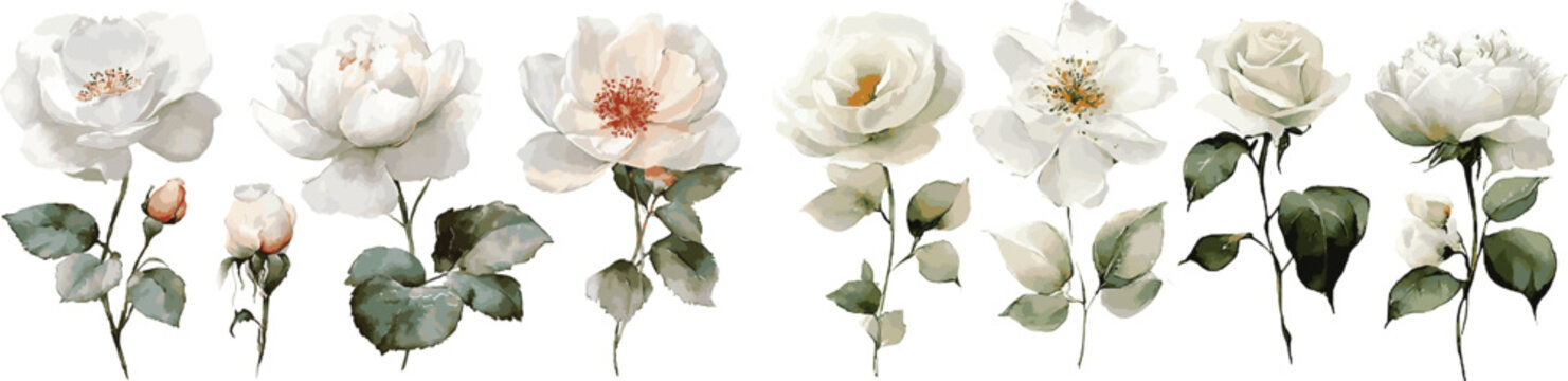 Watercolour floral illustration set. White rose flowers individual elements collection vector
