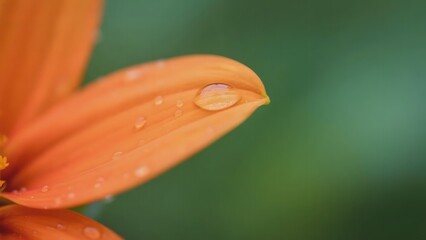 Close-up of an orange flower petal with water droplets against a blurred green background
