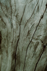 Macro Texture of Tree Bark – Close-Up of Living Tree Surface