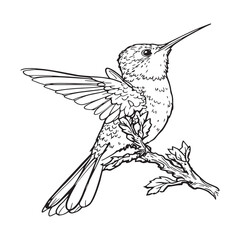 Black chinned Hummingbird line art tiny vibrant nature beauty