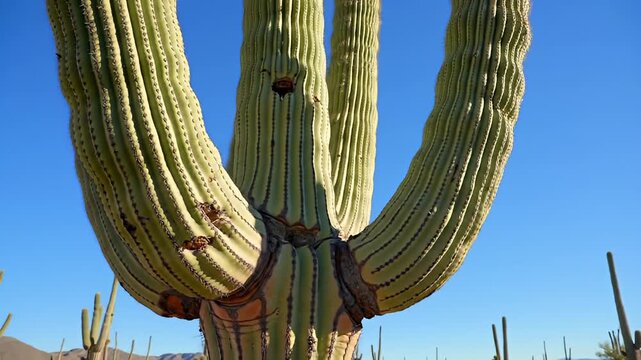 Close view of a multi-armed saguaro cactus against a bright blue sky in a desert landscape