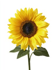 Obraz premium Single Yellow Sunflower With Dark Center
