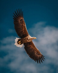Fototapeta premium majestic eagle in flight against blue sky