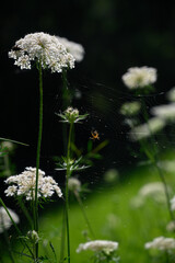 wild flowers in the field and spider web