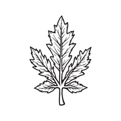 Cedar Leaves line art hand drawn delicate graceful foliage