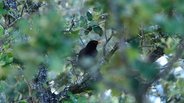 The blackbird - Powered by Adobe