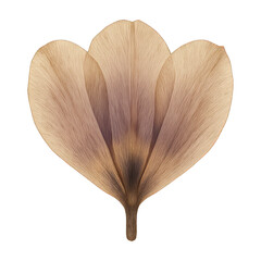 PNG Elegant floral petal design
