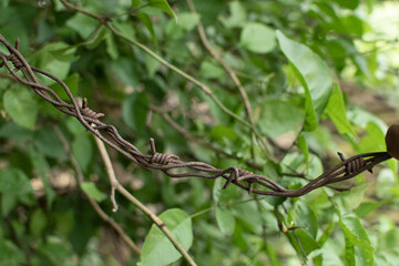 A close-up of rusted barbed wire twisted and entwined blending into a backdrop of vibrant green...