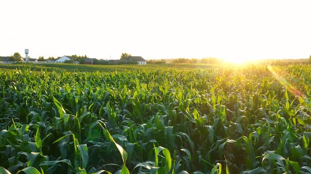 Golden sunset illuminating vast cornfield. Picturesque rural landscape with gentle sunlight. Against agricultural crops and distant farm buildings and water tower. Aerial flying over corn leaves