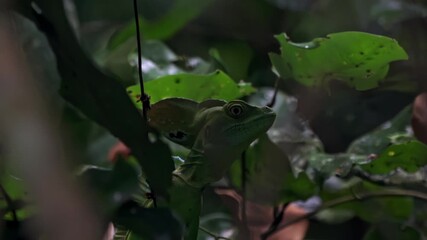 Perfectly camouflaged among the vibrant leaves of the Cahuita rainforest, a green basilisk lizard rests motionless, its vivid scales blending seamlessly with the jungle backdrop.