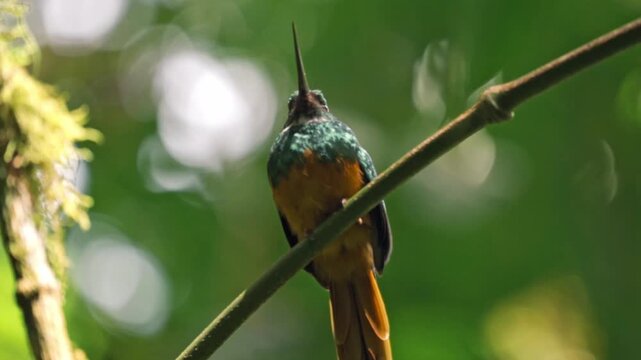 Perched gracefully on a slender branch in the Arenal region near La Fortuna, a jacamar bird glimmers in the dappled light of the rainforest.