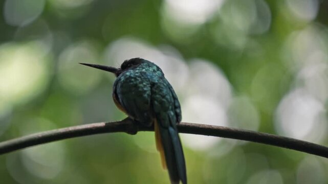 Perched gracefully on a slender branch in the Arenal region near La Fortuna, a jacamar bird glimmers in the dappled light of the rainforest.