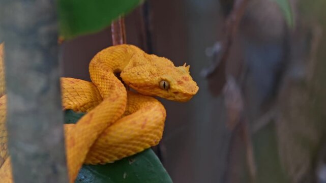 Tucked among the vibrant foliage of the Costa Rican rainforest, the yellow eyelash pit viper&mdash;locally known as the bocarac&aacute;&mdash;rests with quiet intensity.