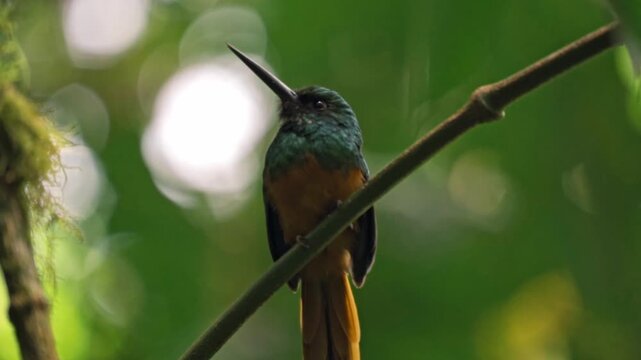 Perched gracefully on a slender branch in the Arenal region near La Fortuna, a jacamar bird glimmers in the dappled light of the rainforest.