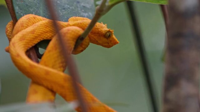 Tucked among the vibrant foliage of the Costa Rican rainforest, the yellow eyelash pit viper&mdash;locally known as the bocarac&aacute;&mdash;rests with quiet intensity.