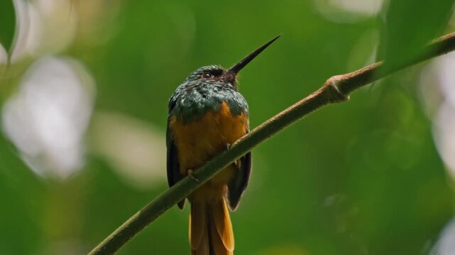 Perched gracefully on a slender branch in the Arenal region near La Fortuna, a jacamar bird glimmers in the dappled light of the rainforest.