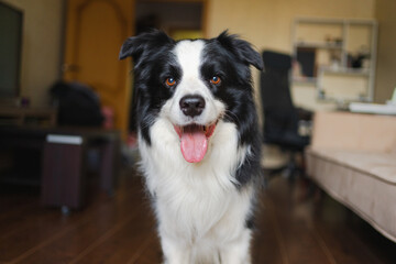 Funny portrait cute puppy dog border collie indoor. Pet dog resting at home. Puppy dog indoors in domestic room. Funny emotional dog having playful mood. Love for pets friendship companion pet care