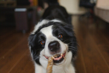 Pet activity. Funny puppy dog border collie holding toy rope in mouth playing at home indoors. Owner hand playing with dog at home. Dog wants to playing with owner. Love for pets friendship companion