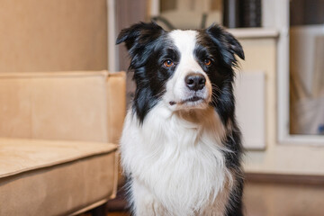 Fototapeta premium Funny portrait cute puppy dog border collie indoor. Pet dog resting at home. Puppy dog indoors in domestic room. Funny emotional dog having playful mood. Love for pets friendship companion pet care