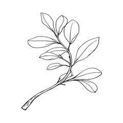 Eucalyptus Branch With Leaves Line Art Minimal Decor