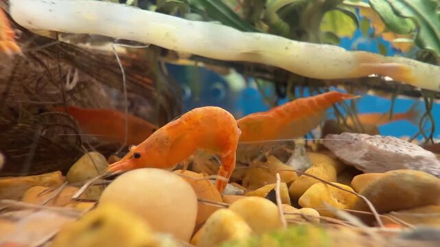 Horizontal 4K slow motion of vibrant cherry shrimp (Neocaridina) in aquarium, shot on iPhone 16 Pro Max. Smooth right-to-left pan reveals peaceful freshwater aquatic life. 60fps slowed to 24fps.
