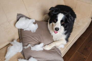 Naughty playful puppy dog border collie after mischief biting pillow lying on couch at home. Guilty...