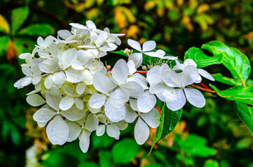 White flowers close up photo 