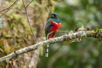 Collared Trogon - Trogon collaris, beautiful colored bird from Andean slopes of South America, Guango lodge, Ecuador