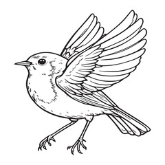 Flying European robin bird line art simple elegant drawing