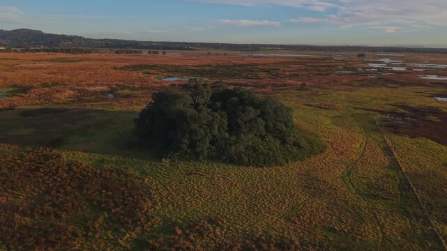 Gentle morning sun highlights dry shru large mound and open fields with sparse trees in the distance, aerial establishing natural backdrop background