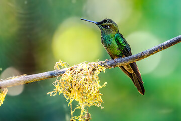 Sparkling violetear (Colibri coruscans) Ecuador