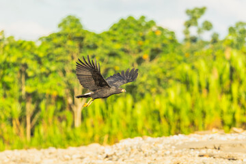 Common Black Hawk (Buteogallus anthracinus) is a bird of prey in the family Accipitridae, which also includes the eagles, hawks, and vultures. It feeds mainly on crabs (especially land crabs)