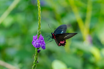The Doris Longwing Butterfly close up in the garden, heliconius doris, Laparus doris, Tropical butterfly