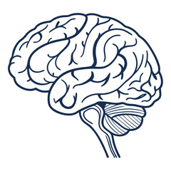 Stylized Brain human brain anatomy