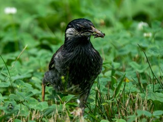 地面に降りて食べ物を探し、くちばしにくわえているムクドリ
