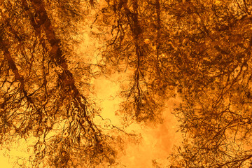 Tree branches and sky reflection in calm water during sunset. Orange twilight forest reflected in...