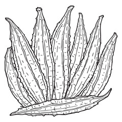 fresh okra or green roselle line art simple elegant organic shapes