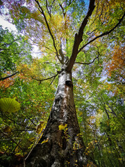Fototapeta premium A towering beech tree at Köpüs Spring in the Bükk Mountains, Hungary, with its foliage turning golden and green in early autumn sunlight.