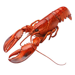 Cooked Lobster Still Life - Red Shell Seafood Delicacy
