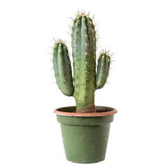 A spiky, light-green cactus in a pot