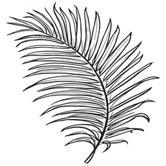 Fototapeta premium Green leaf of palm tree line art design inspiration