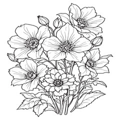 Hellebore line art delicate petals drawn with grace