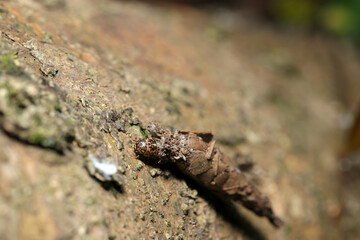樹上を求めて全身に屑をまとったミノガの幼虫が地を這う様子アップ（アウトドアフィールド昆虫マクロ撮影）