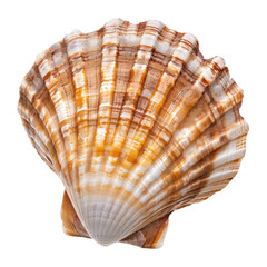 Obraz premium Close-up of a scallop shell, rich in colors