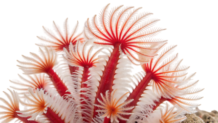 Group of red and white feather duster worm colony
